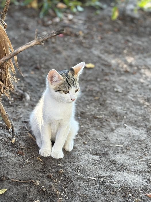 Белая ласковая кошечка нуждается в доме