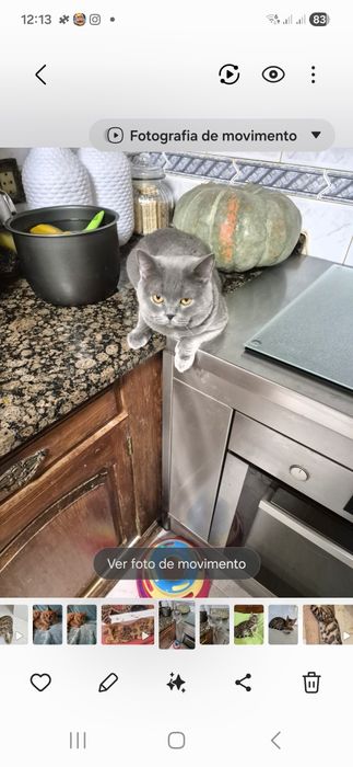 Scottish fold lindissimo