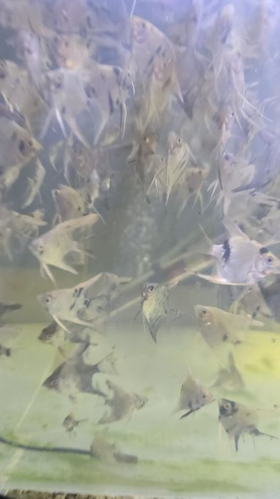 Escalares 1 euro a unidade. Mas um mínimo de 3.