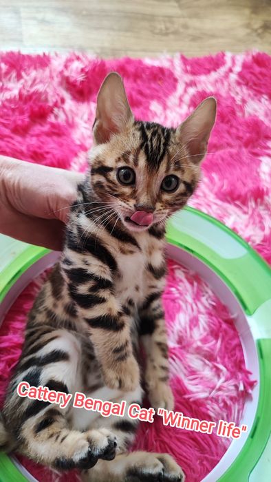 Бенгал шоу класса!