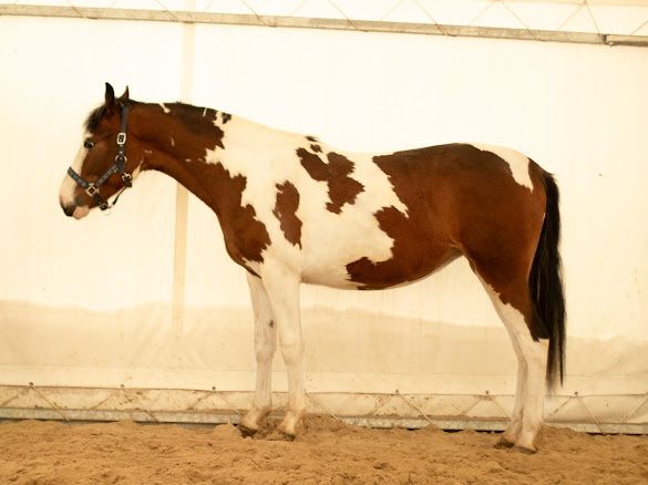 Klacz z rocznika 2024