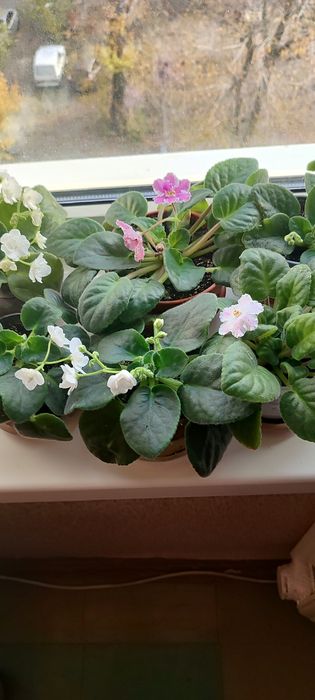 Фиалки взрослые  цветущие.