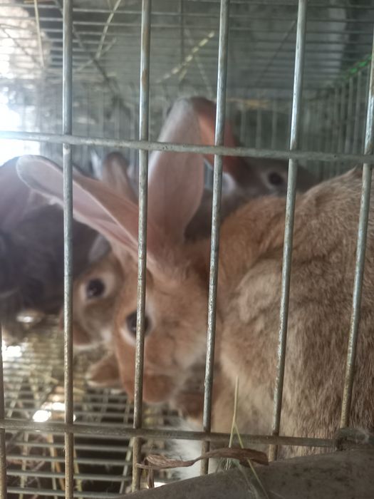 Coelhos caseiros
