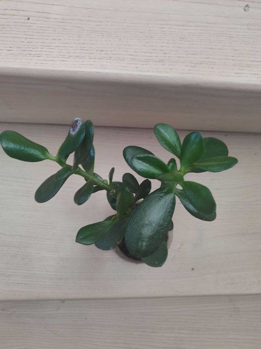 Товстянка красула