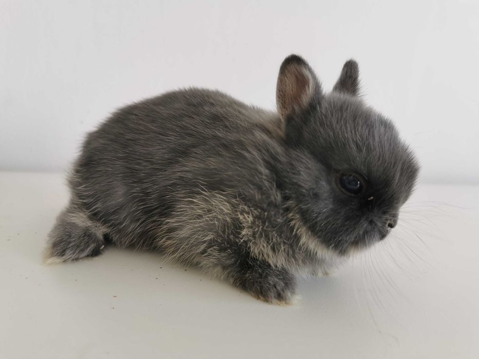 Mini coelhos anões +Gaiola Nova+alimentação +acessórios