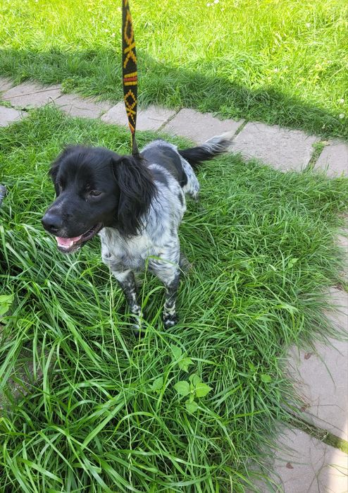 Piesek Spaniel Bretoński (Epagneul Breton) FCI