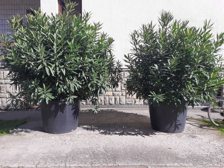 OLEANDER różowo-czerwony 2 szt.