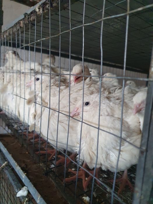 Продам перепілок різного віку