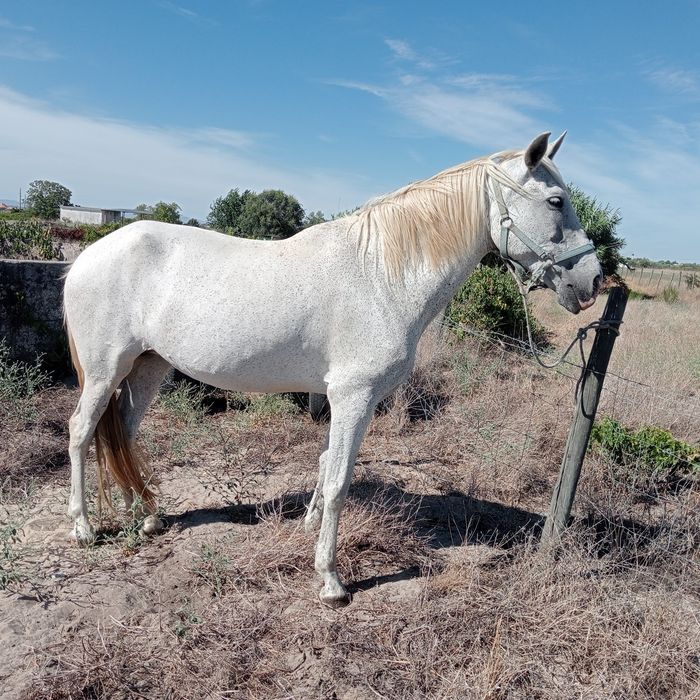 Cavalos a ver truque e vendo 700 €