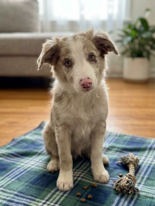 Border Collie red merle