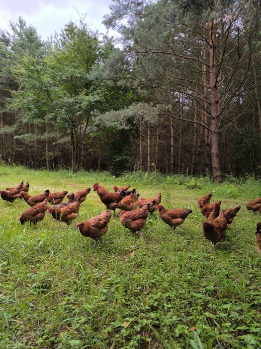 Jajka jaja od kur z wolnego wybiegu
