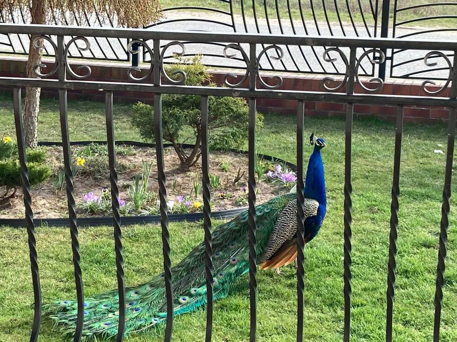 Mam do sprzedania pawie