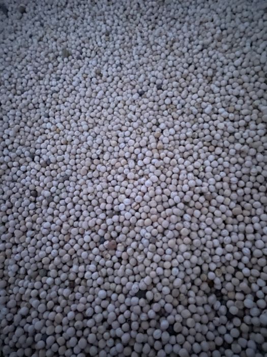 Groch , pszenżyto i pszenica jara na pasze