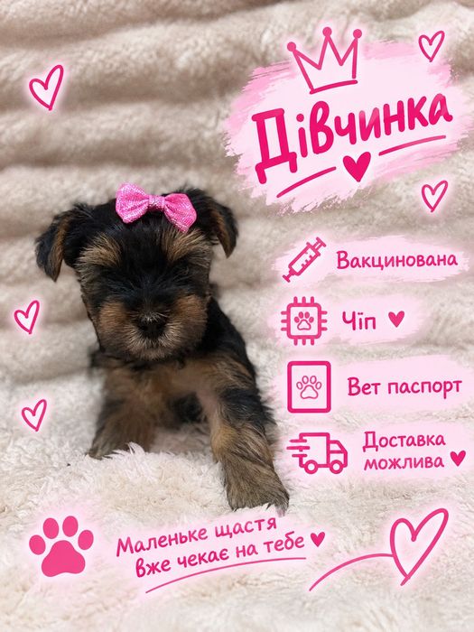Йоркширский терʼєр.Чудові малюки