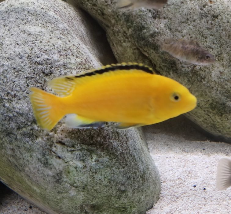 Ciclideos africanos malawi