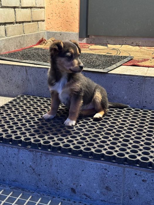 Віддам  цуценя , вік 3 місяця