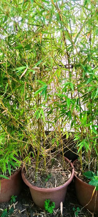 Vaso grande de bambu natural