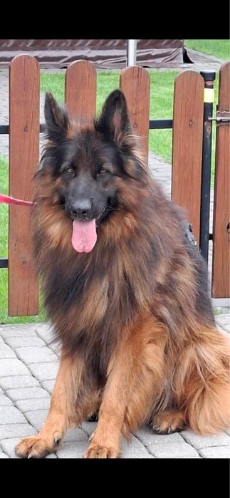 Owczarek niemiecki długowłosy chłopak 4 mce