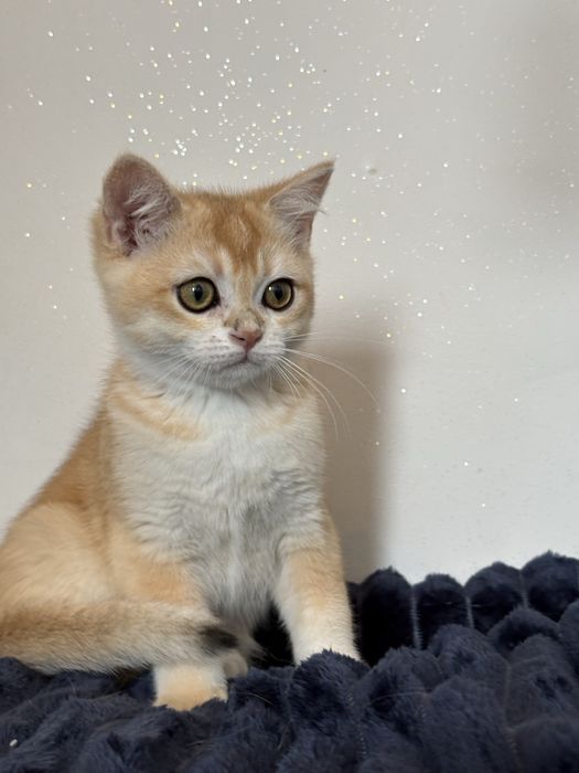 Chłopak brytyjski
