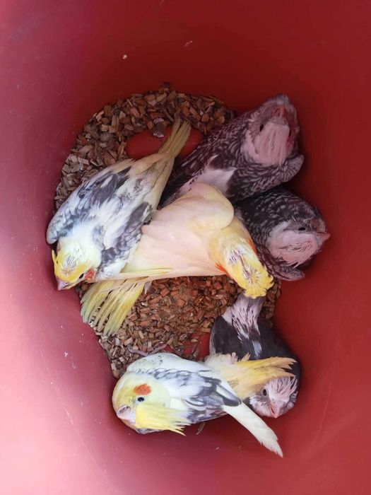 Várias aves disponível