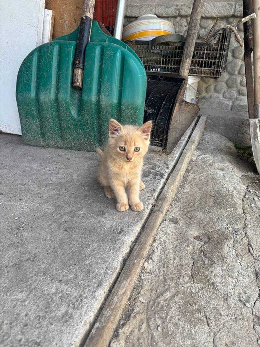 Котік, віддам в добрі руки