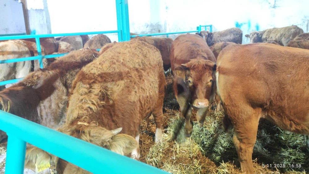 Odsadki mięsne LM/CH