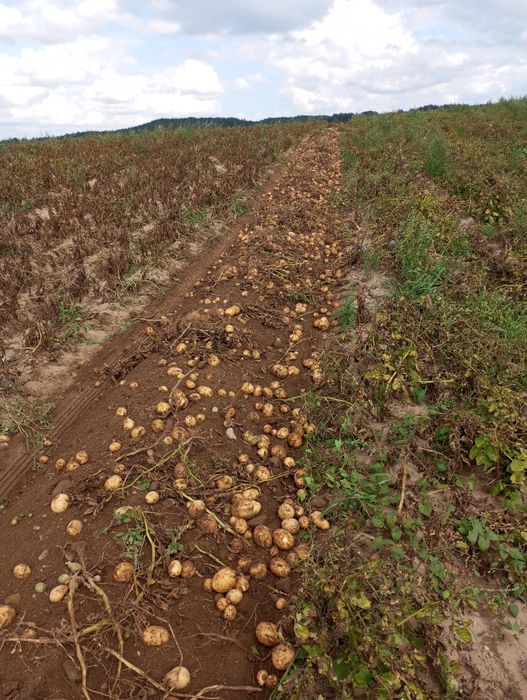 Ziemniaki prosto od Gospodarza