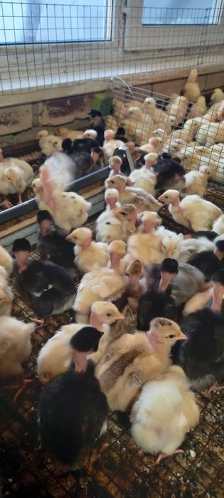 Реалізуем курчат бройлерів та курчат м'ясояечних порід також каченята