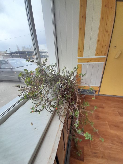 Продам великі і не дуже кімнатні рослини