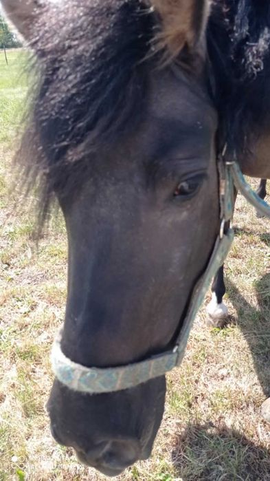 Sprzedam  klacz konika polskiego