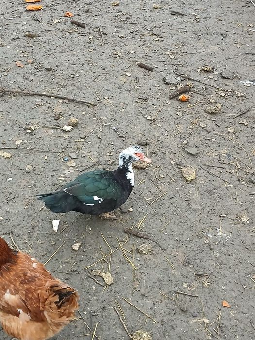 Sprzedam lub zamienię