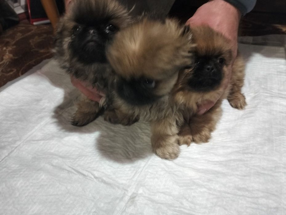 Продам щенят пекінеса