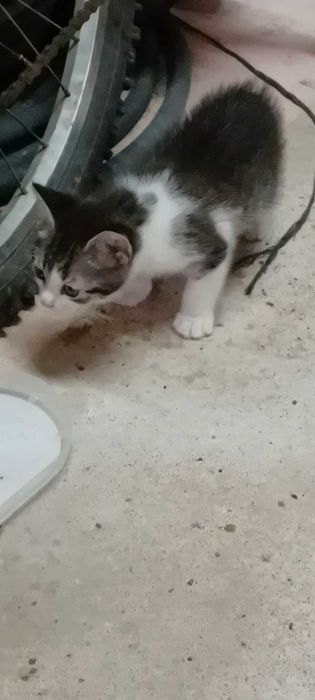 Adoção responsavel de gatinhos.