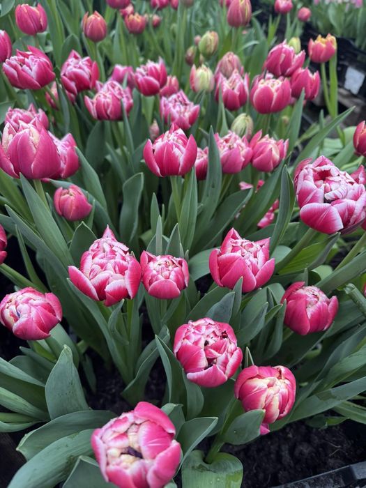 Тюльпан оптом до 8 березня