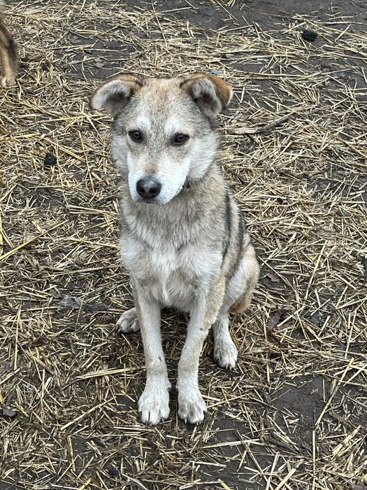 В добрі руки