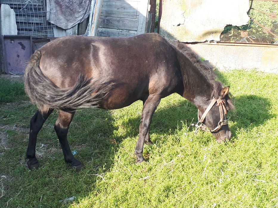 Klacz  kucyk 110cm sprzedam