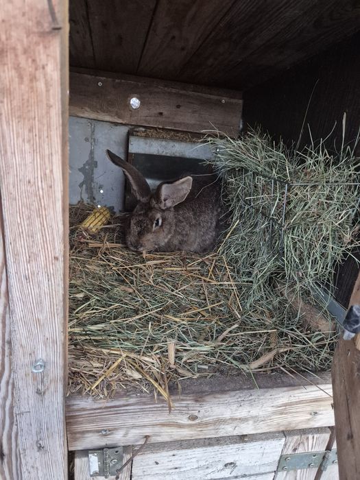 Samiczki mieszane do dalszego chowu