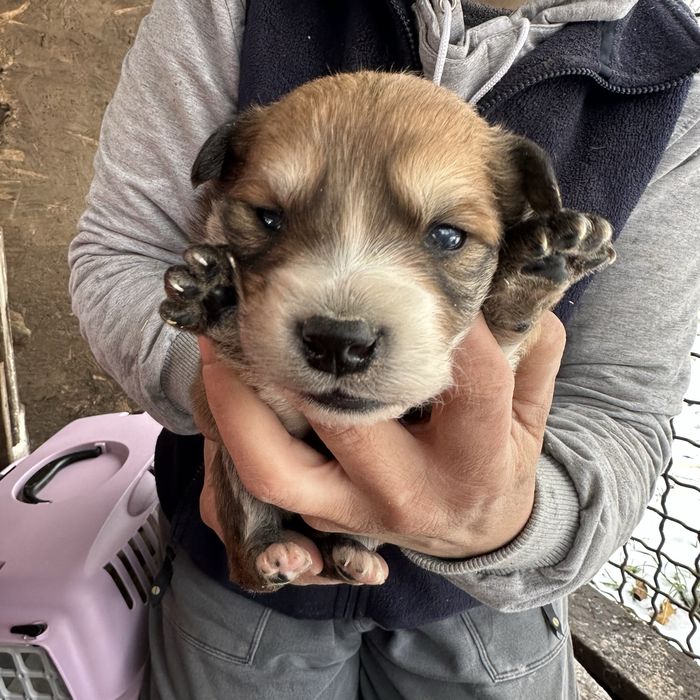 Малеча шукаю дім