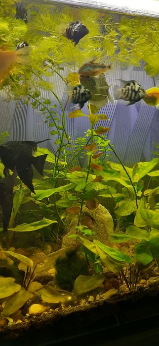 Аквариум-ваш волшебный мир. Цена 20грн/литр