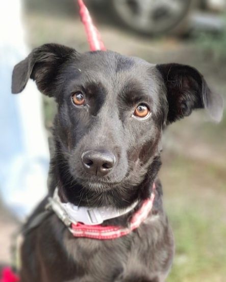 Особлива собачка, собака!