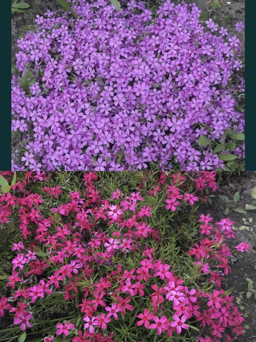 Жоржини, Георгины, та інші квіти