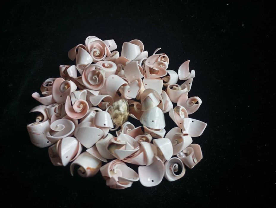 Спиральки Стромбуса Лучануса, пелюстки, Зефір