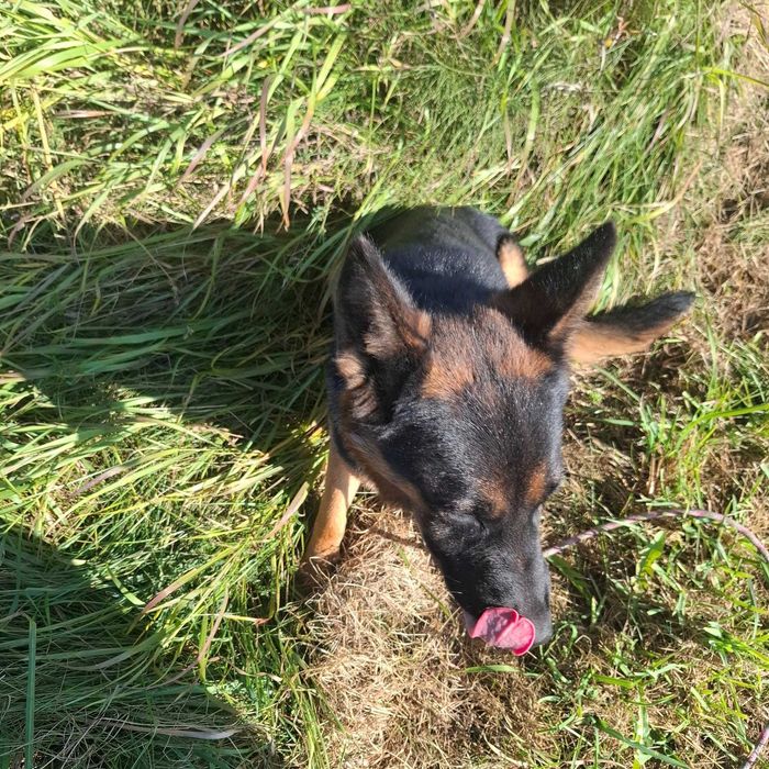 Aza – prześliczna i energiczna miniowczareczka