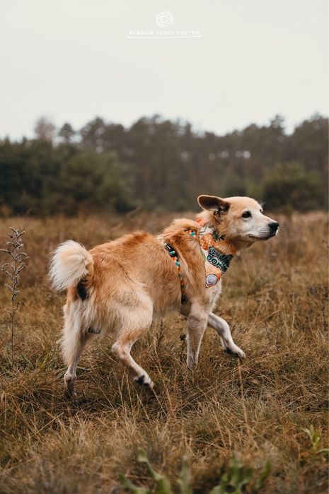 Misiek - nieszczęścia go kochają, ludzie niestety nie...