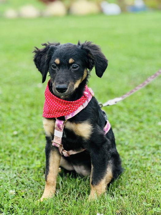 Nela szuka domku 5 miesięcy waży 5,5 kg