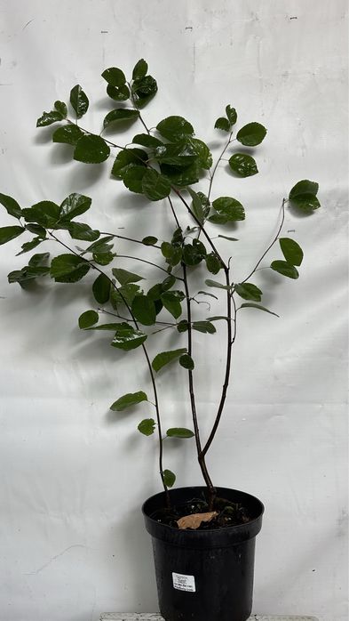 Актинидия 3 річна. Червоні та зелені плоди.