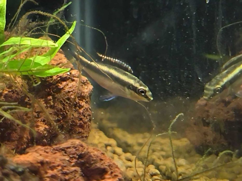Kribensis Juvenis (Pelvicachromis pulcher)