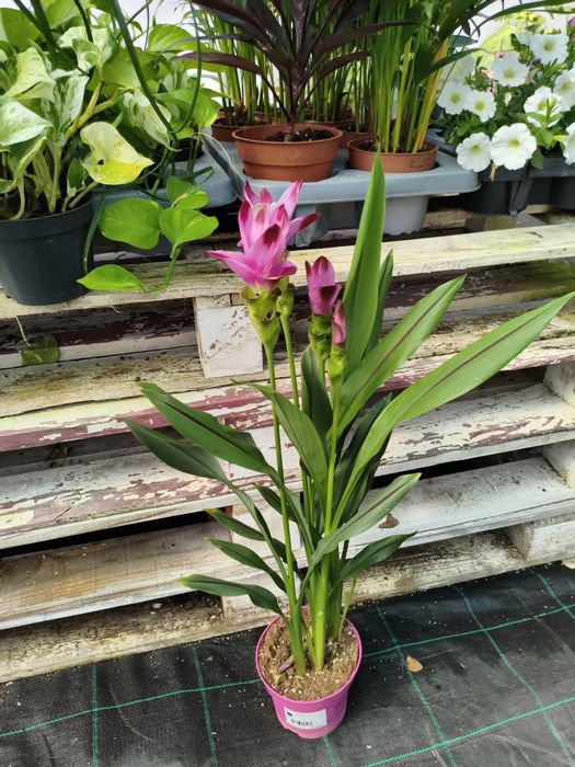 Curcuma Siam Splash - planta em vaso