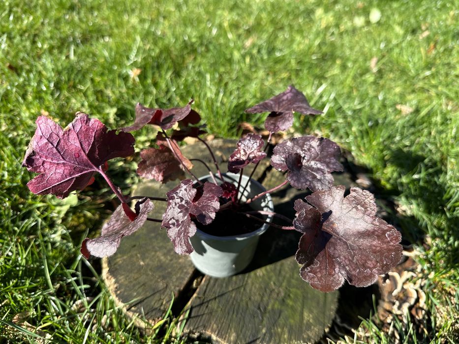 Гейгера темна бордова