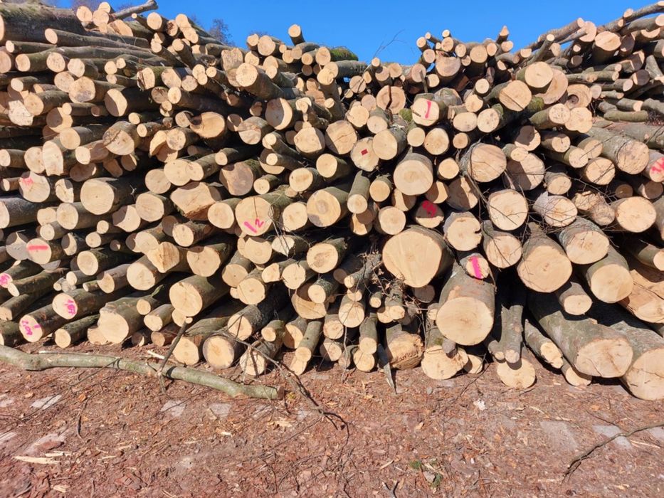 Drewno opałowe - połupane lub 2,5 m